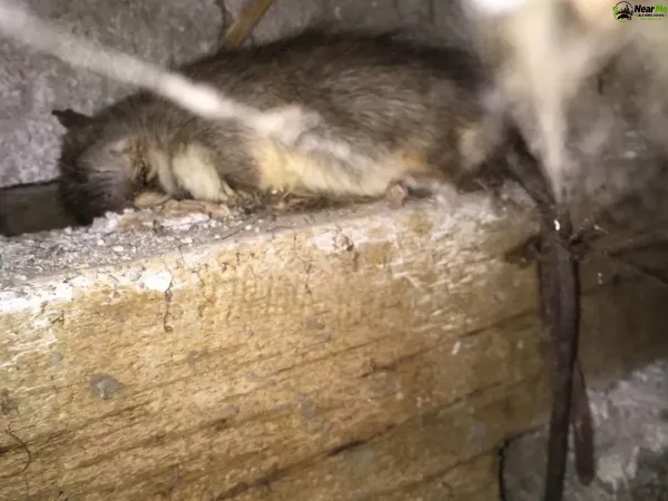 Dead Rat Removal Willowbank